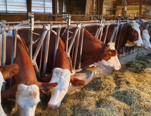 NEU – Online Milchvieh-Rationsberechnung